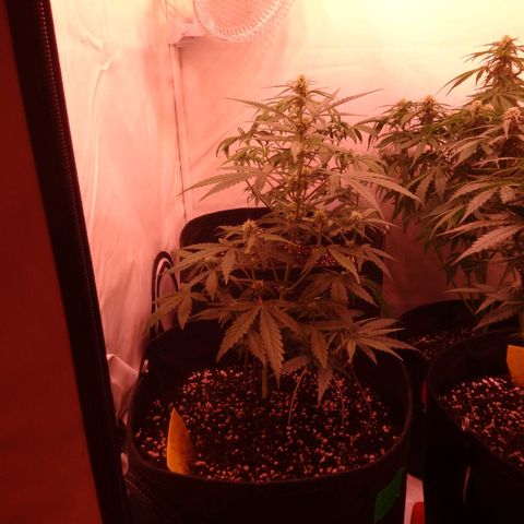 Northern Lights Automatic growlog timeline photo