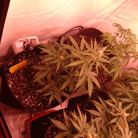 Northern Lights Automatic growlog timeline photo