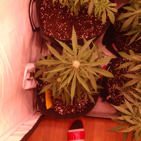 Northern Lights Automatic growlog timeline photo