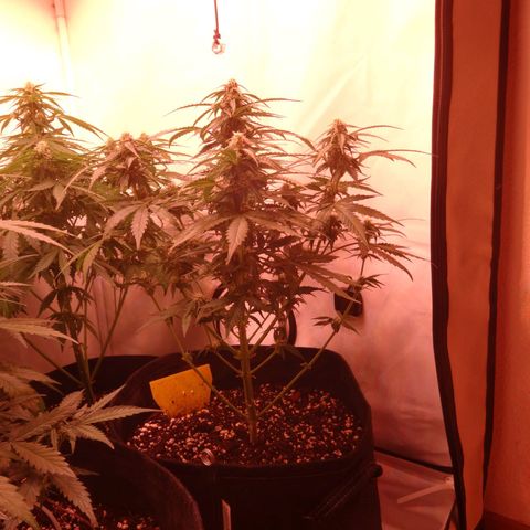 Royal Haze Automatic growlog timeline photo