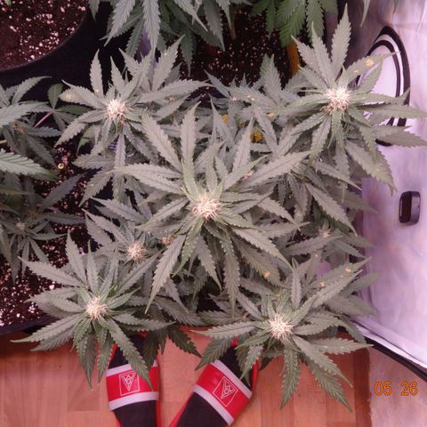 Royal Haze Automatic growlog timeline photo