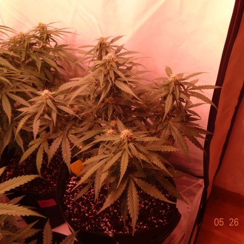 Royal Haze Automatic growlog timeline photo