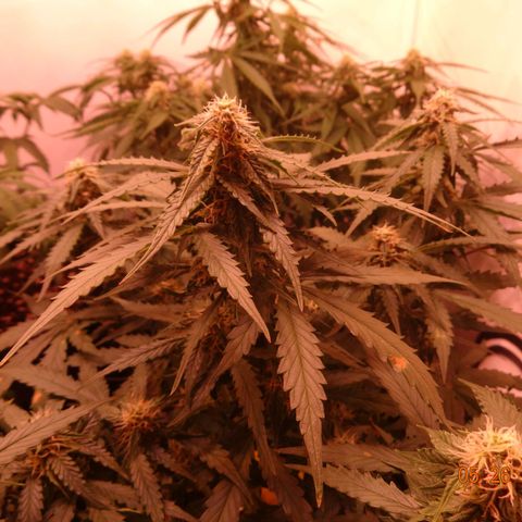 Royal Haze Automatic growlog timeline photo