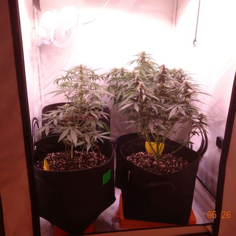 Bubble Kush Automatic growlog timeline photo