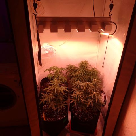 Bubble Kush Automatic growlog timeline photo