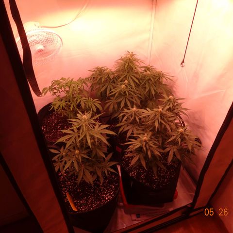 Bubble Kush Automatic growlog timeline photo