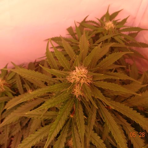 Bubble Kush Automatic growlog timeline photo