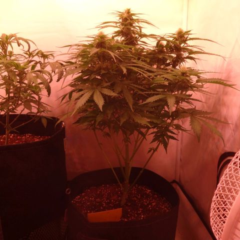 Bubble Kush Automatic growlog timeline photo
