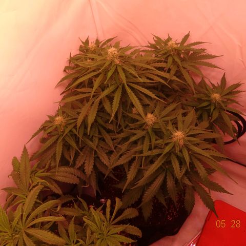 Bubble Kush Automatic growlog timeline photo