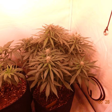 Bubble Kush Automatic growlog timeline photo