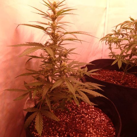 Northern Lights Automatic growlog timeline photo