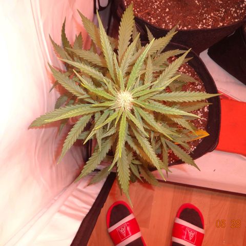 Northern Lights Automatic growlog timeline photo