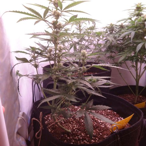 Northern Lights Automatic growlog timeline photo