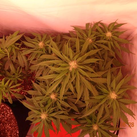 Bubble Kush Automatic growlog timeline photo