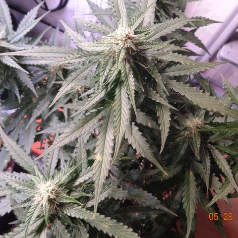 Royal Haze Automatic growlog timeline photo