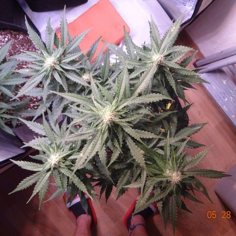 Royal Haze Automatic growlog timeline photo