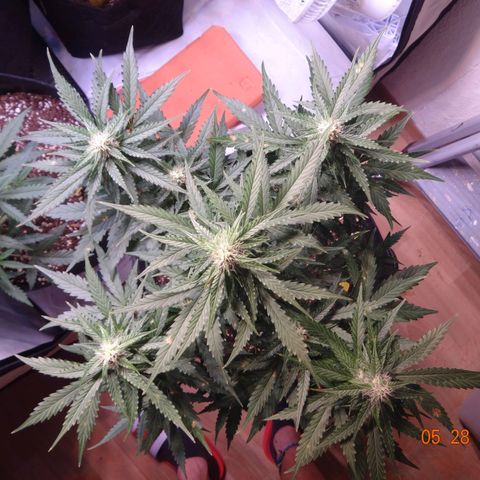 Royal Haze Automatic growlog timeline photo