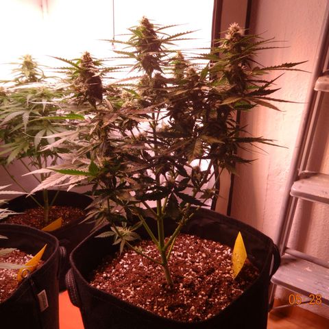 Royal Haze Automatic growlog timeline photo