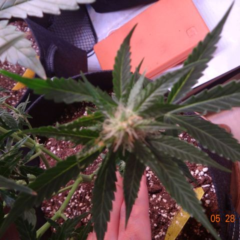 Royal Haze Automatic growlog timeline photo