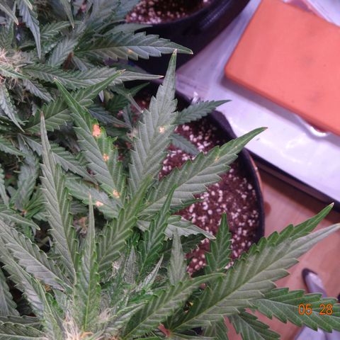 Royal Haze Automatic growlog timeline photo