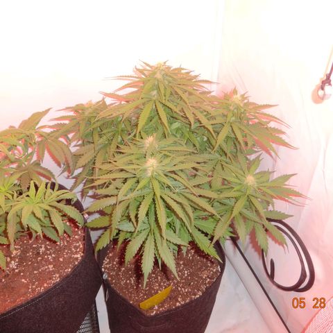 Bubble Kush Automatic growlog timeline photo