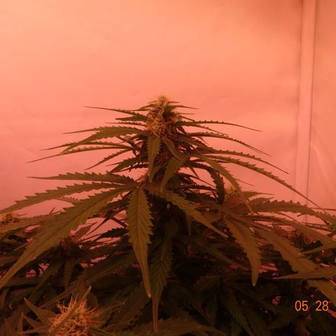 Bubble Kush Automatic growlog timeline photo