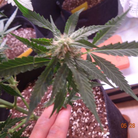 Royal Haze Automatic growlog timeline photo