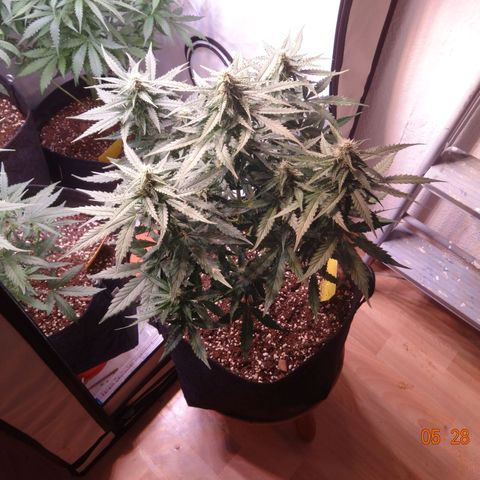 Royal Haze Automatic growlog timeline photo