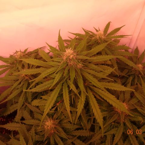 Bubble Kush Automatic growlog timeline photo