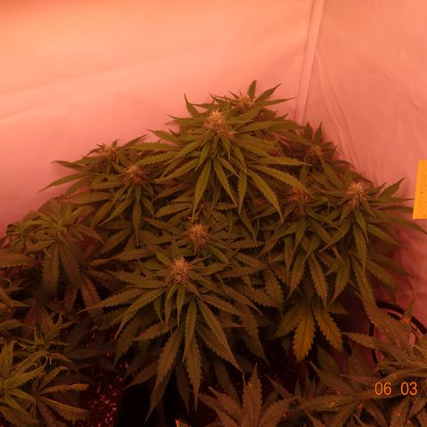 Bubble Kush Automatic growlog timeline photo