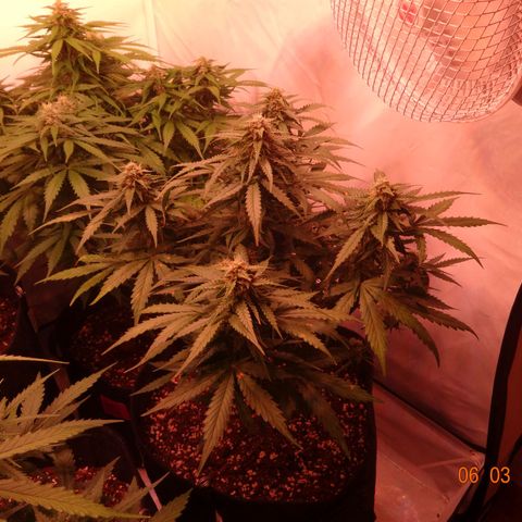 Royal Haze Automatic growlog timeline photo
