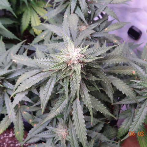 Royal Haze Automatic growlog timeline photo