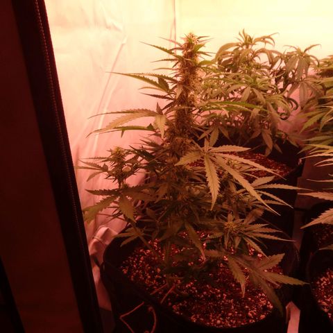 Northern Lights Automatic growlog timeline photo