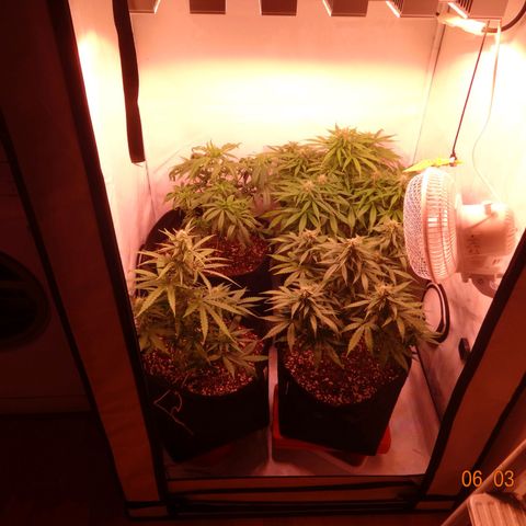 Bubble Kush Automatic growlog timeline photo