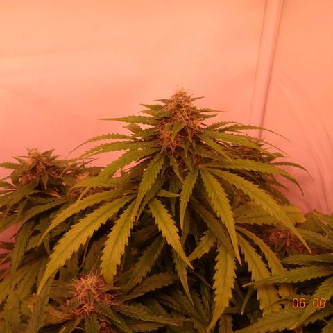 Bubble Kush Automatic growlog timeline photo
