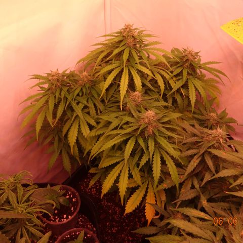 Bubble Kush Automatic growlog timeline photo
