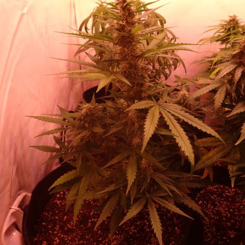 Northern Lights Automatic growlog timeline photo