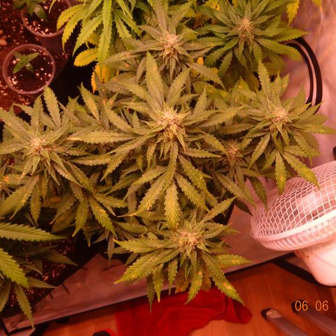 Royal Haze Automatic growlog timeline photo