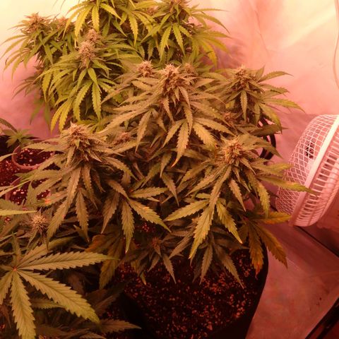 Royal Haze Automatic growlog timeline photo