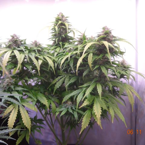 Bubble Kush Automatic growlog timeline photo