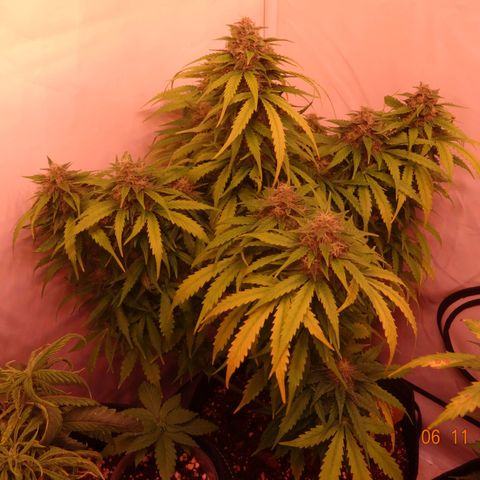 Bubble Kush Automatic growlog timeline photo