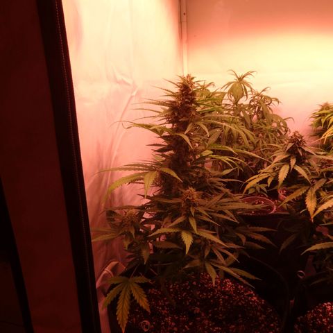 Northern Lights Automatic growlog timeline photo