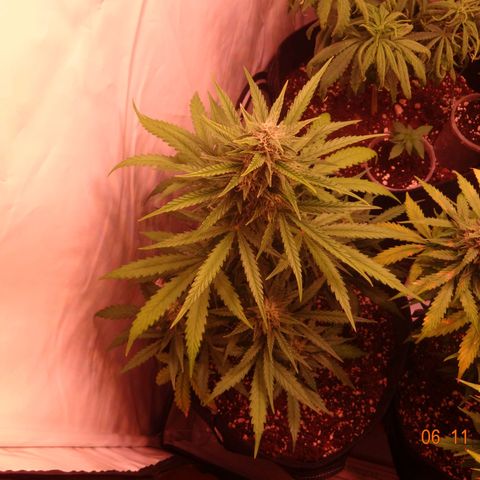 Northern Lights Automatic growlog timeline photo