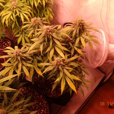 Royal Haze Automatic growlog timeline photo