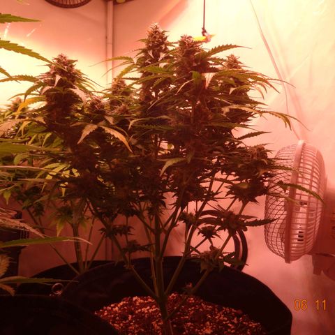Royal Haze Automatic growlog timeline photo