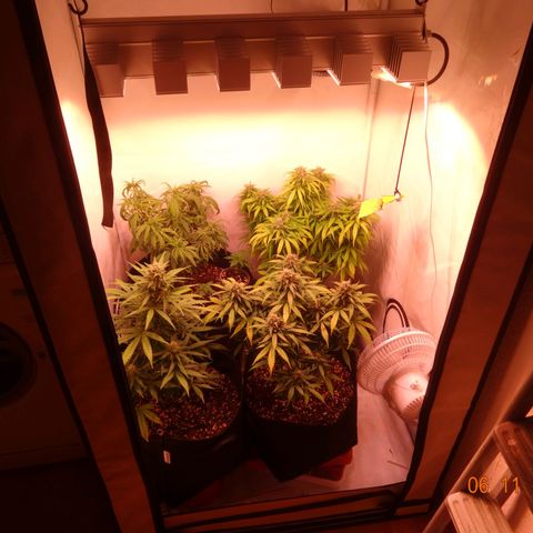 Bubble Kush Automatic growlog timeline photo