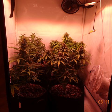 Bubble Kush Automatic growlog timeline photo