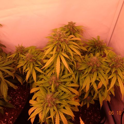Bubble Kush Automatic growlog timeline photo