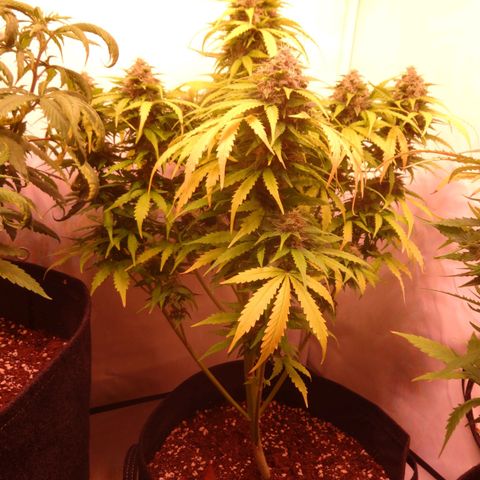Bubble Kush Automatic growlog timeline photo