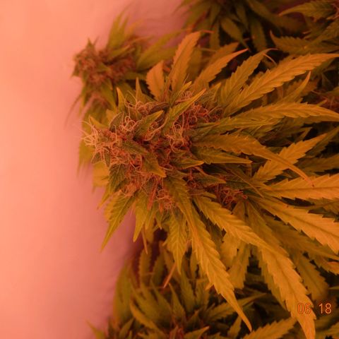 Bubble Kush Automatic growlog timeline photo